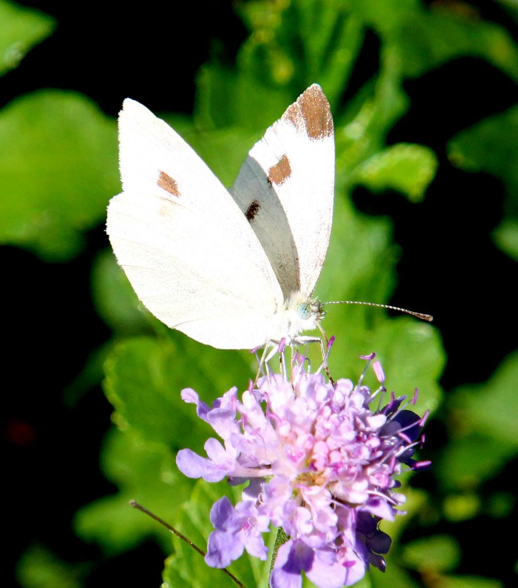 Pieris mannii?  S